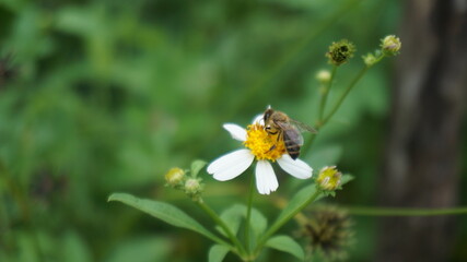 bee collects honey on chrysanthemum