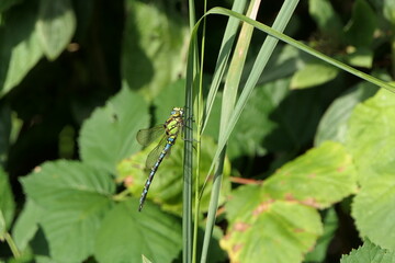 Blaugrüne Mosaikjungfer