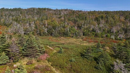 Fototapeta premium forest in the autumn