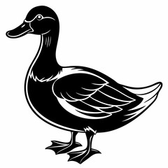 duck isolated on white background.