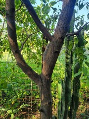 Sandalwood tree, santalum album tree main stem barks with green leaves background  