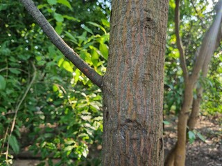 Sandalwood tree, santalum album tree main stem barks with green leaves background  