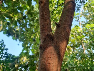Fototapeta premium Sandalwood tree, santalum album tree main stem barks with green leaves background 