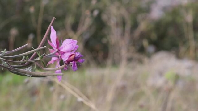 Delicate Beauty. A Close Up of a Purple Flower.