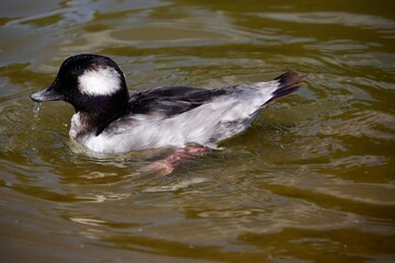 bufflehead duck on a pond