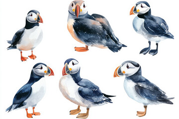Obraz premium A unique watercolor set of coastal seabirds, like puffins, gulls, and pelicans, hand-painted with attention to soft textures and hues. The birds are isolated on a white background, ready for marine