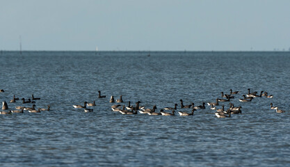 Bernache cravant,.Branta bernicla, Brant Goose, Passage du Gois, Barb&acirc;tre, Ile de Noirmoutier, Beauvoir sur Mer, Vend&eacute;e, Pays de la Loire, 85, France