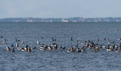 Bernache cravant,.Branta bernicla, Brant Goose, Passage du Gois, Barb&acirc;tre, Ile de Noirmoutier, Beauvoir sur Mer, Vend&eacute;e, Pays de la Loire, 85, France