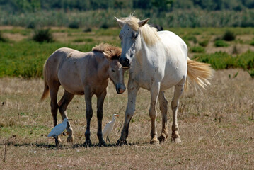 Cheval race Camarguais, Héron garde boeufs, Bubulcus ibis, Western Cattle Egret, Camargue,