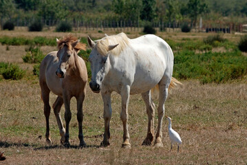 Obraz premium Cheval race Camarguais, Héron garde boeufs, Bubulcus ibis, Western Cattle Egret, Camargue,