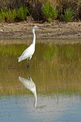 Aigrette garzette, .Egretta garzetta, Little Egret,
