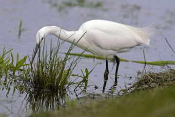 Aigrette garzette, .Egretta garzetta, Little Egret,