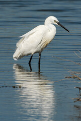 Aigrette garzette, .Egretta garzetta, Little Egret,