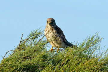 Faucon crécerelle,.Falco tinnunculus, Common Kestrel