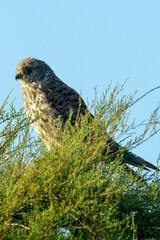 Faucon crécerelle,.Falco tinnunculus, Common Kestrel