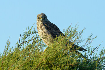 Faucon crécerelle,.Falco tinnunculus, Common Kestrel