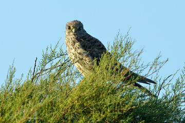 Faucon crécerelle,.Falco tinnunculus, Common Kestrel