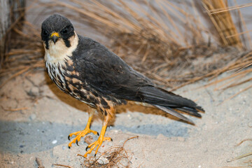 Faucon hobereau,.Falco subbuteo, Eurasian Hobby; fauconnerie