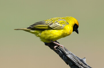 Tisserin gendarme, .Ploceus cucullatus, Village Weaver, Afrique du Sud