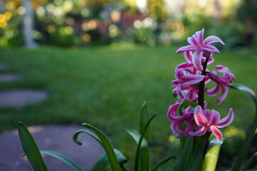 Pink hyacinth flowers with a shaded garden background