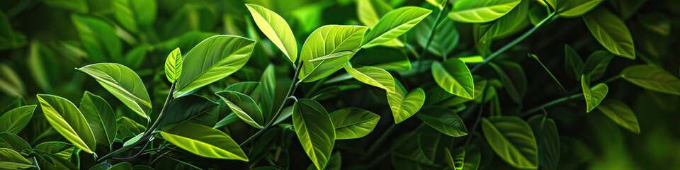 Obraz premium Soothing Green: A close-up of a lush green plant, showcasing its intricate leaves and stems.