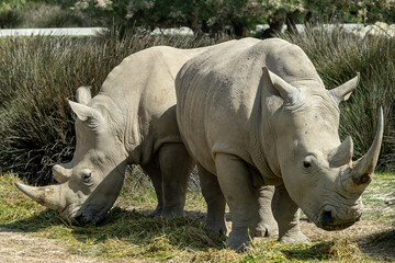 Obraz premium Rhinocéros à la Réserve africaine de sigean