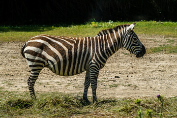Z&egrave;bre &agrave; la R&eacute;serve africaine de sigean