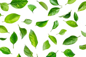 Various botanical forms of Tropical green leaves are isolated on a clean  background.