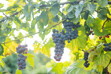 A close-up of ripe red and purple grapes hanging from a vine in the warm sunlight. High quality photo