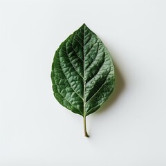 Green leaf isolated on white background