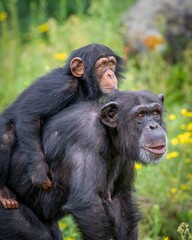 Chimpanzee family bond in nature