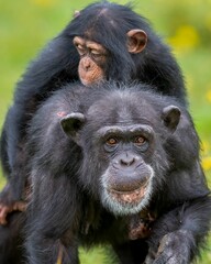 Chimpanzee carrying young in lush green setting
