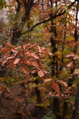 Autumn in Beijing's Yunmeng Mountain is colorful
