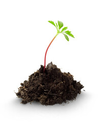 Young plant isolated on white.