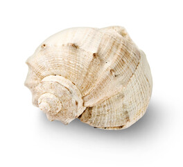 Fototapeta premium Seashell isolated on the white background