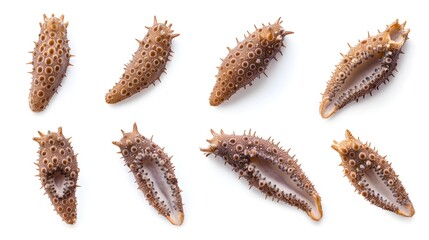 Sea cucumbers isolated on the white background.