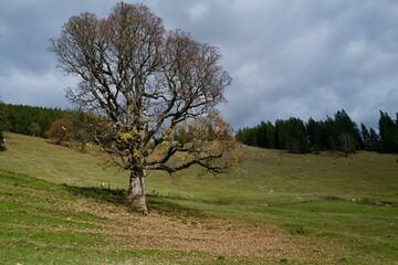 tree in the field at autumn season