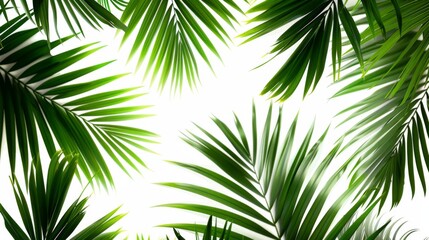 Obraz premium Isolated exotic green palm fronds for summer aesthetics.
