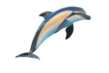 Dolphin, white isolate background