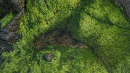 green sea moss on the beach beautiful for wallpaper background