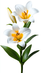 Fototapeta premium Elegant white lilies in bloom a symbol of purity and renewal