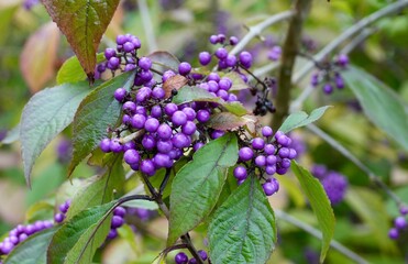 Beautiful purple Japanese Beautyberry, or Callicarpa Japonica with green leaves. 