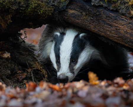 Tejon, meles meles, animal,