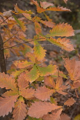 Autumn in Beijing's Yunmeng Mountain is colorful