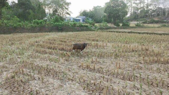 A lone cow gallops across the parched rice field as the sun dips below the horizon.