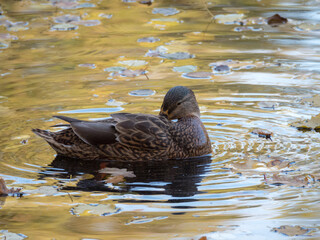 portrait of duck in water with fallen leaves