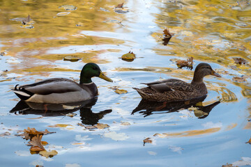 two ducks in water with fallen autumn leaves