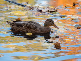 duck in water with autumn leaves