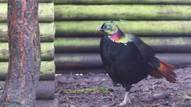 Himalayan monal (Lophophorus impejanus) 4K Video