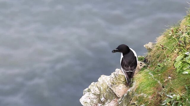 Razorbill (Alca torda) high up on the cliff edge.